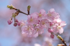 河津桜