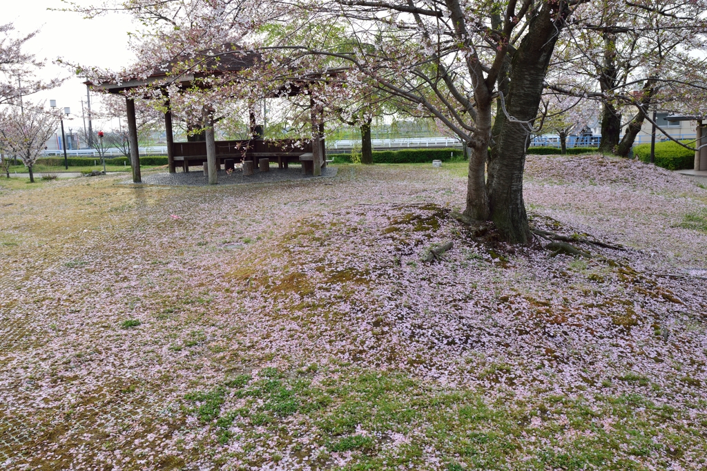 地に咲く