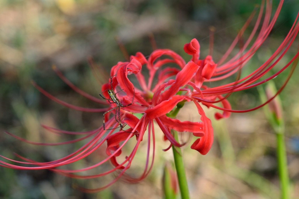 曼珠沙華