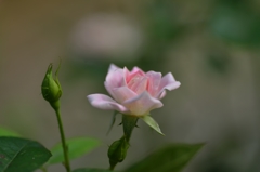 薔薇