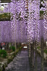 ふじ