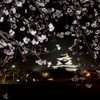 清洲城と桜