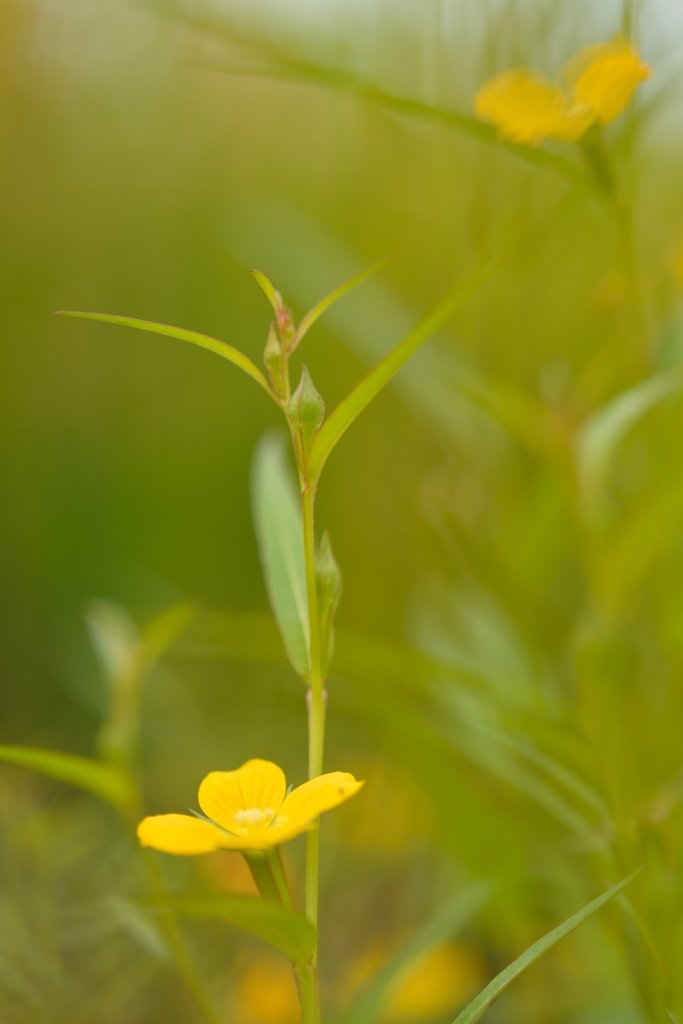 可憐な花