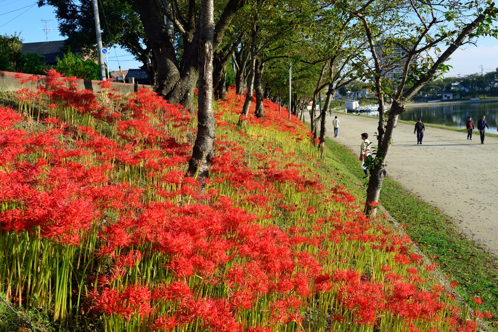 散歩道