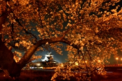 清洲城と夜桜