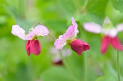 さやえんどうの花