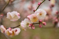梅の花