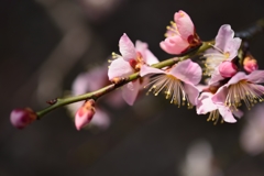 ピンクの梅の花