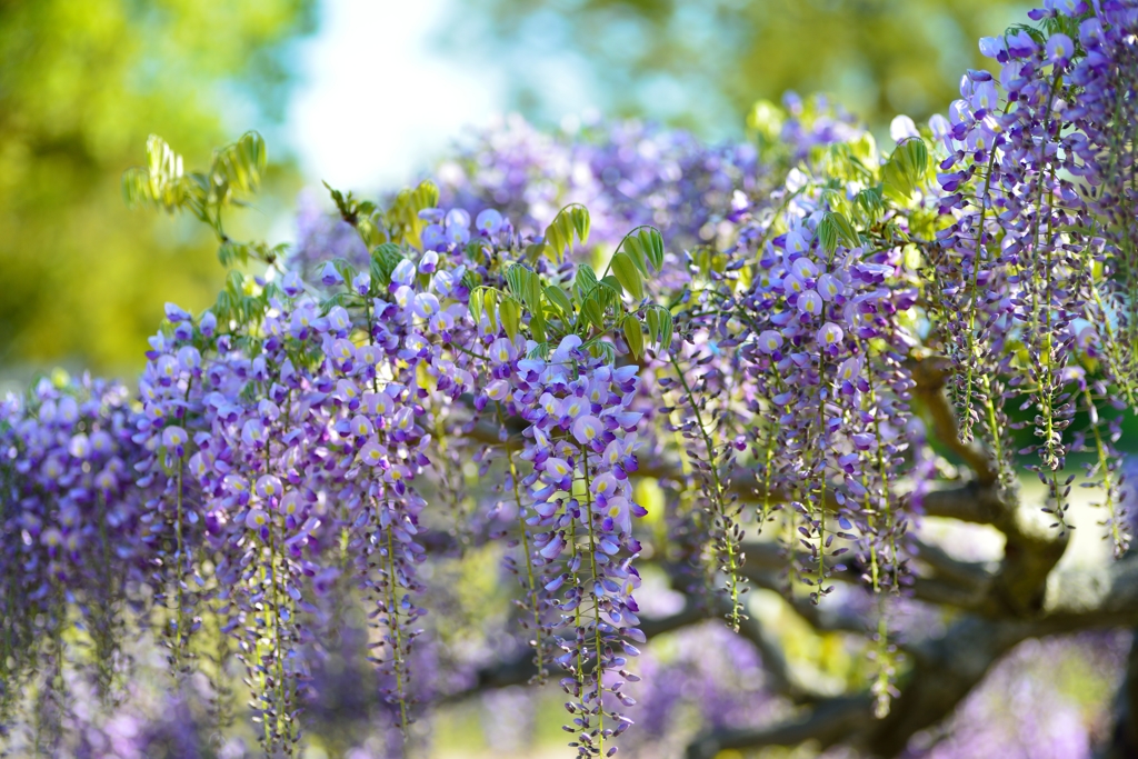 ふじの花