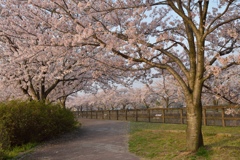 朝の散歩道