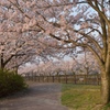 朝の散歩道
