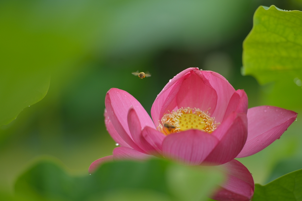 蓮の花