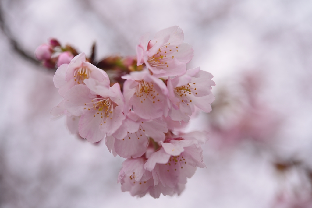 大寒桜
