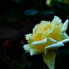 pale yellow rose
