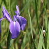 カキツバタ③