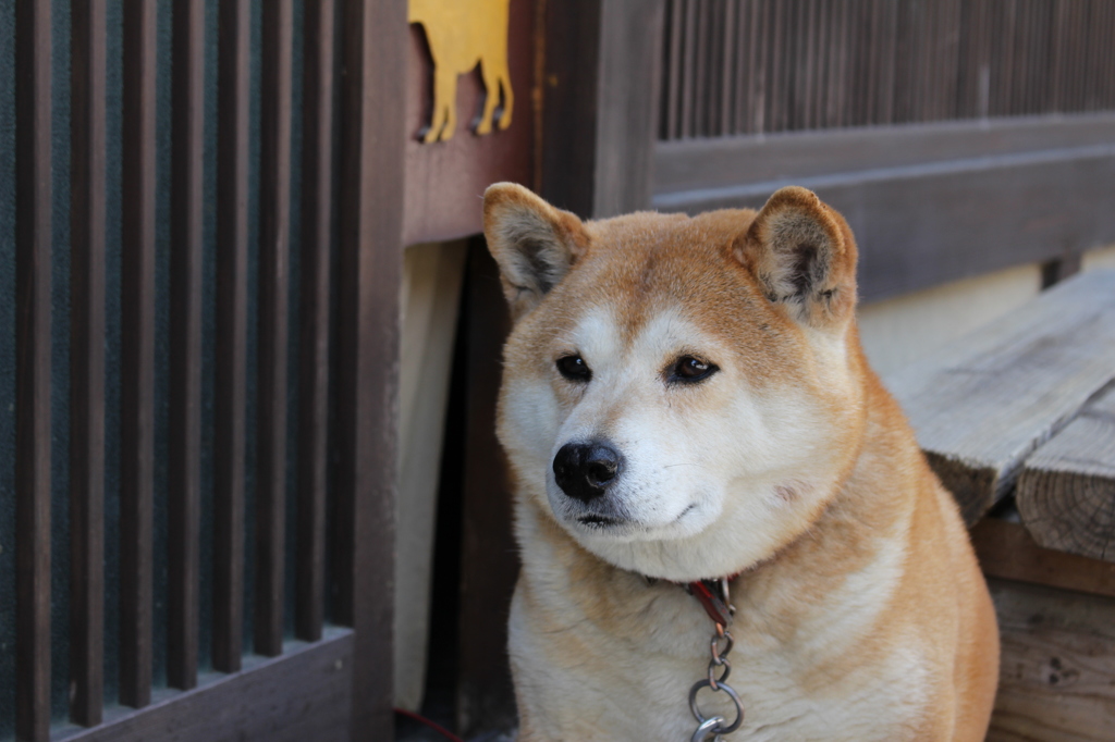 看板娘Ⅱ