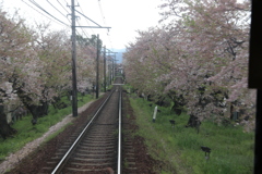 (嵐電)終わりがけの桜のトンネル