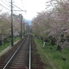 (嵐電)終わりがけの桜のトンネル