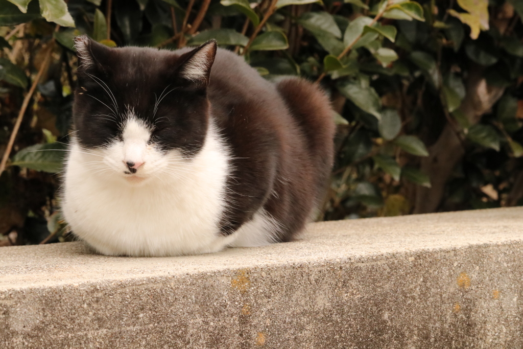 眠り猫