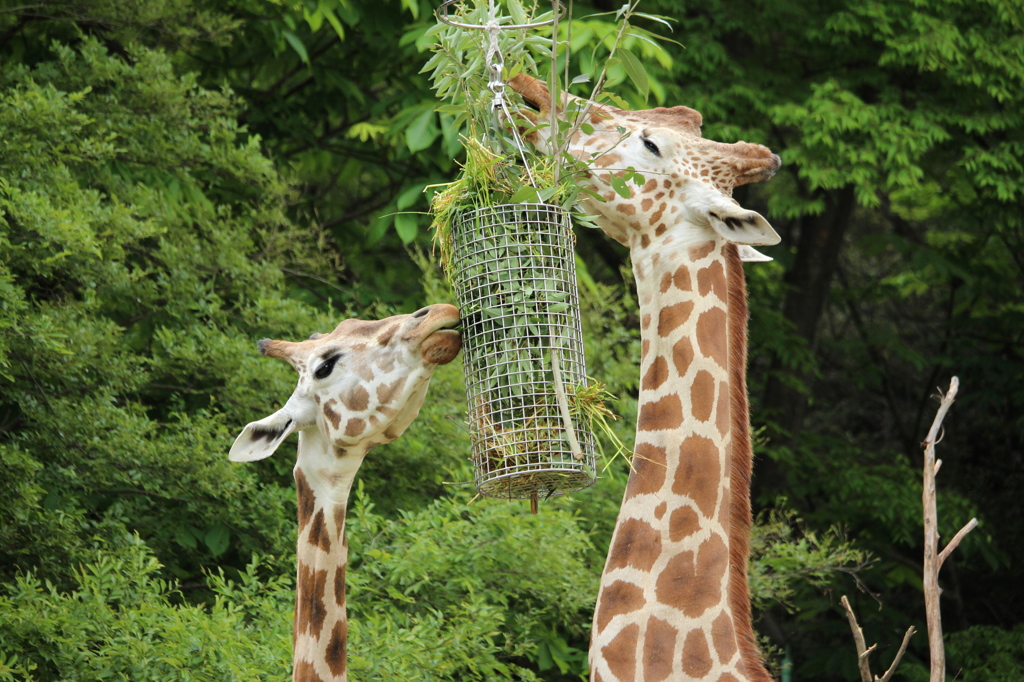 キリンの食事