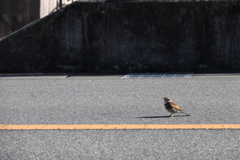物思いにふける