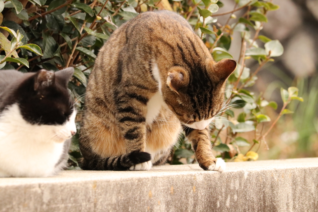 毛繕い