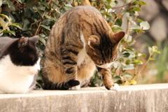 毛繕い