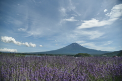 富士山とラベンダー