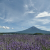 富士山とラベンダー