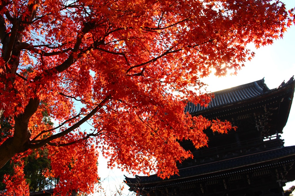 紅葉