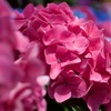 紫陽花