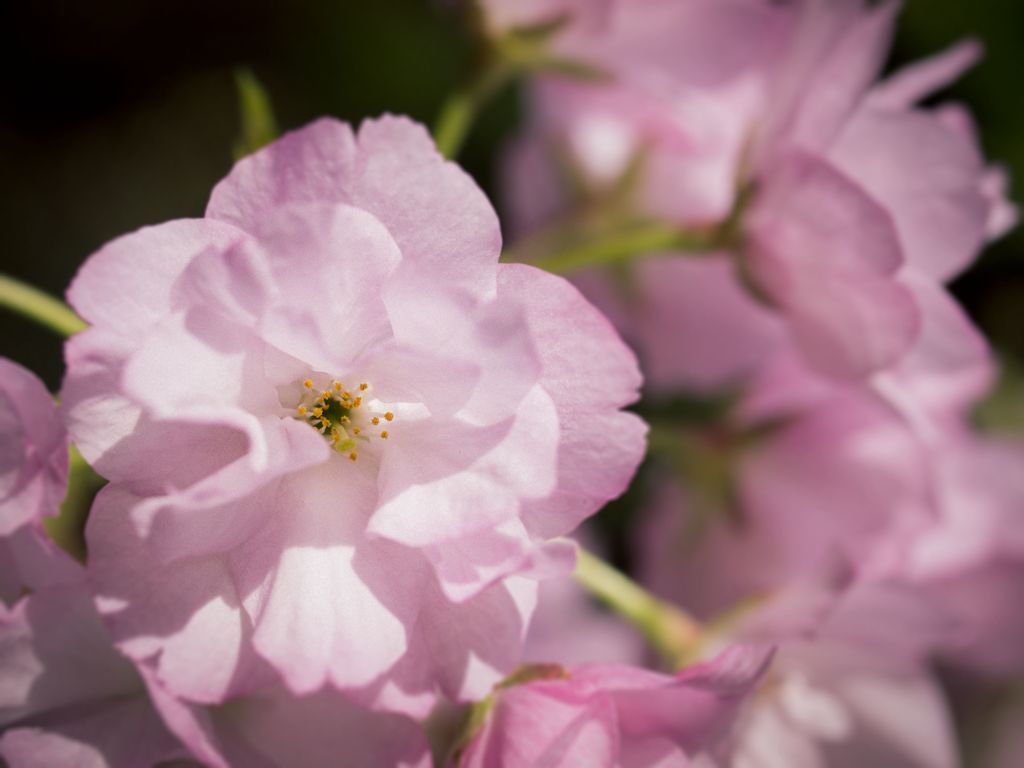 桜の盆栽