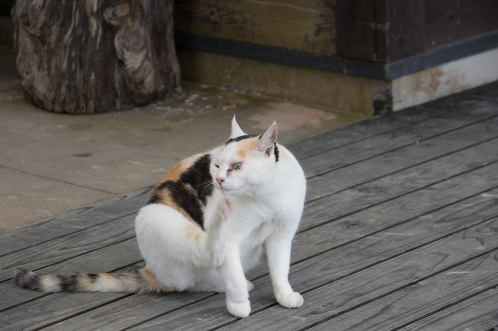 掻く猫