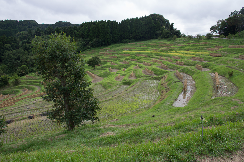 大山千枚田