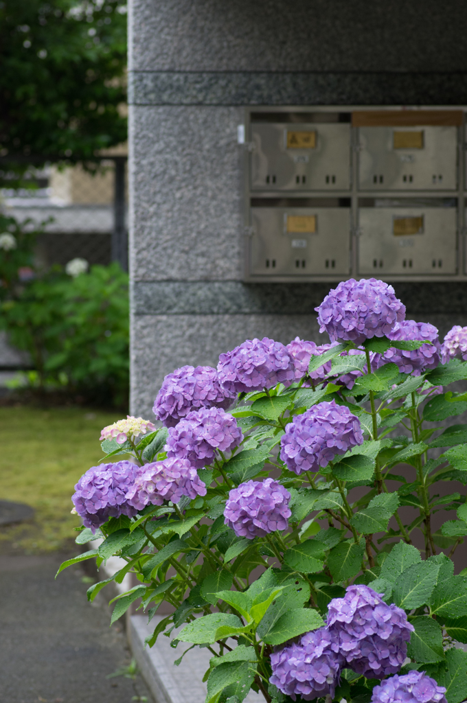 紫陽花 in 団地