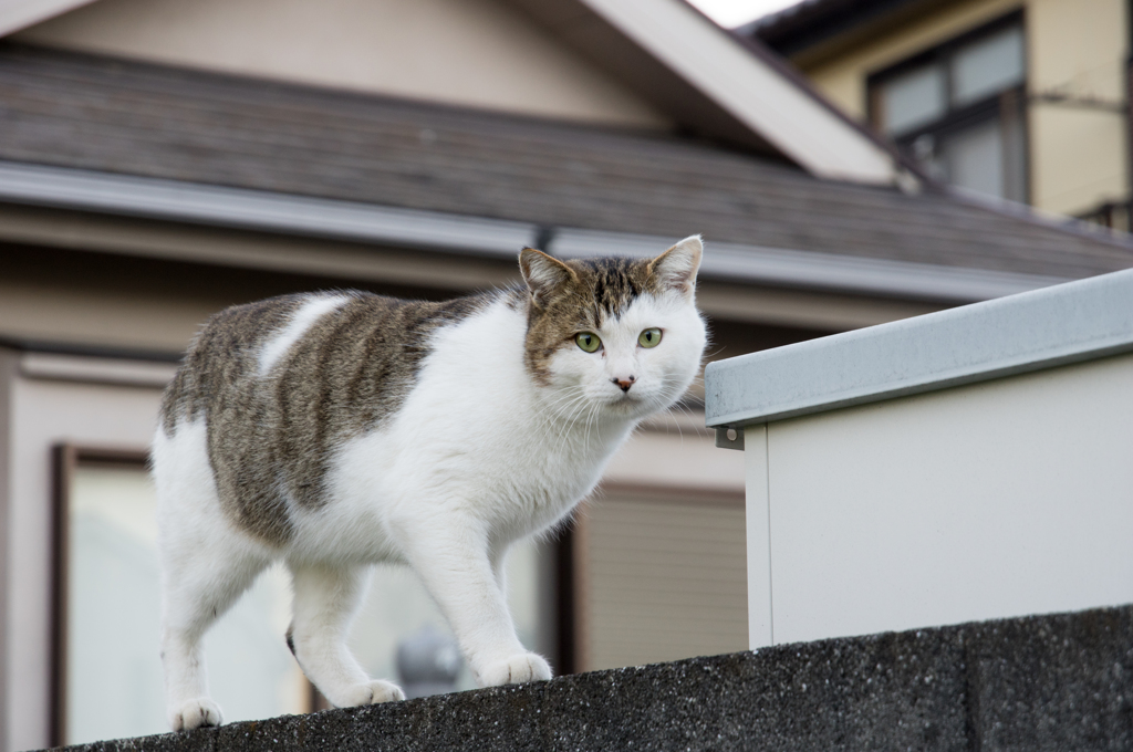 にゃんだ、チミは？