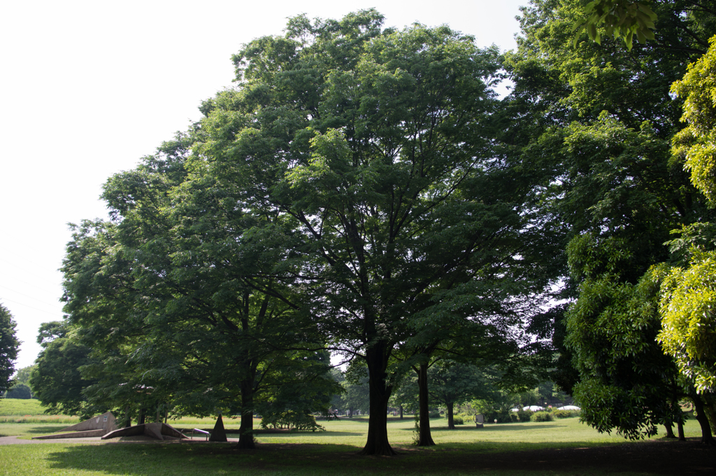 小金井公園にて