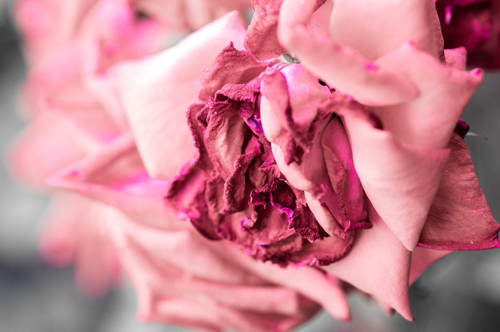 朽ちゆく薔薇・１