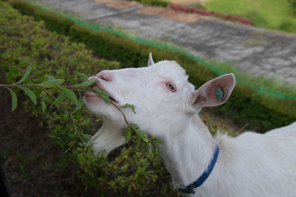 山羊＠ついばみ中
