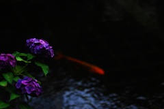 水辺の紫陽花