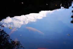 空を泳ぐ