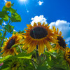 sunflower5