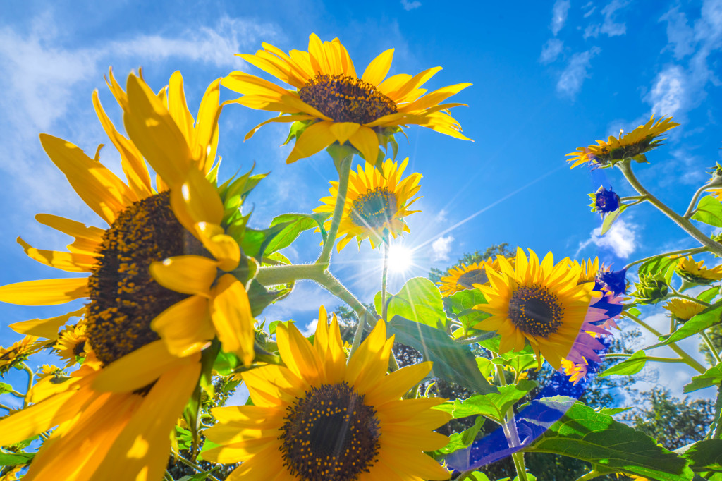 sunflower1
