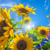 sunflower1