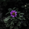 dark plant