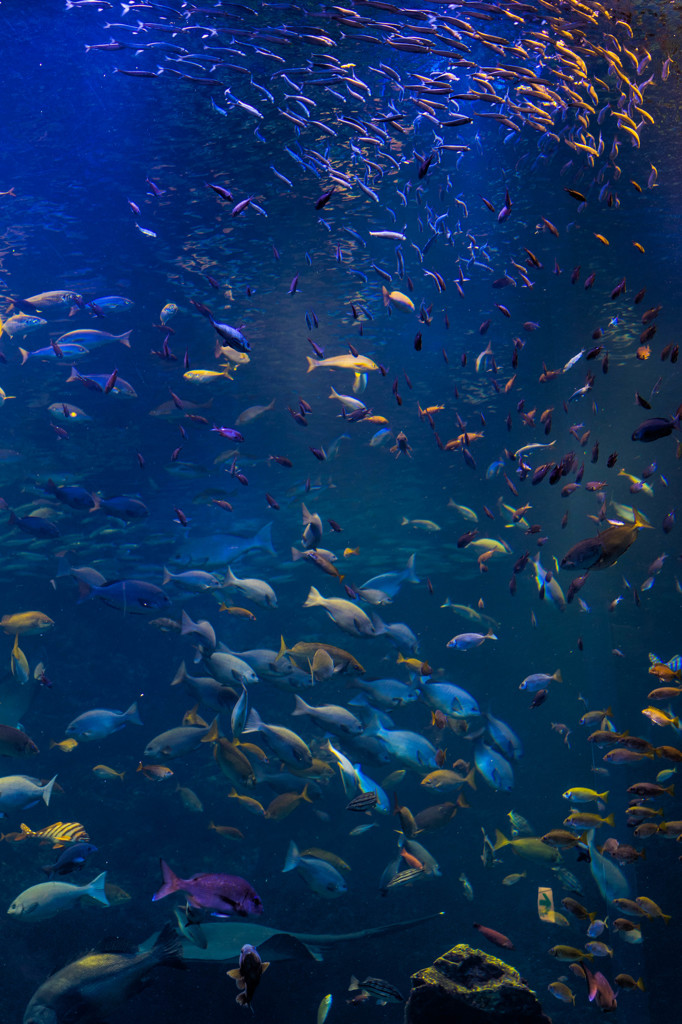 京都水族館