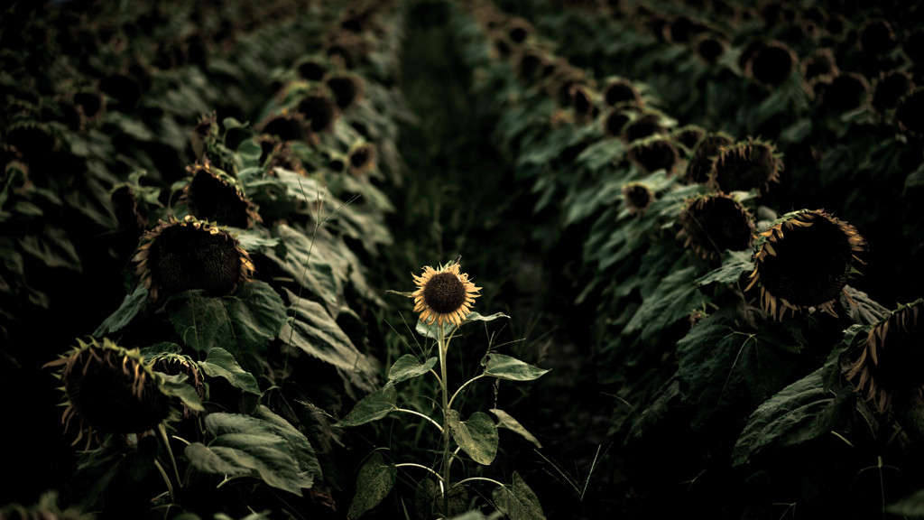 sunflower６