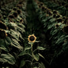 sunflower６