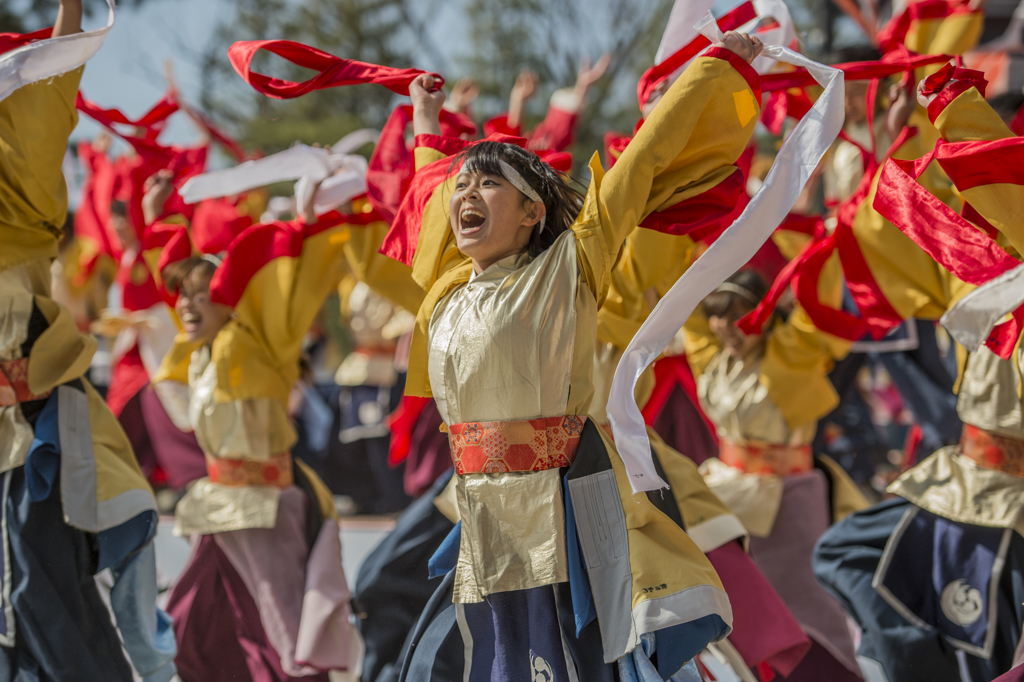 京都さくらよさこい