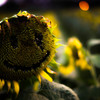 sunflower７